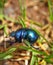 Single trypocopris vernalis, Geotrupes vernalis orÂ spring dor beetle - top view, in green grass background stock photo